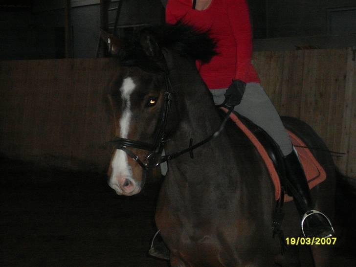 Dansk Varmblod SvanegaardensLightAffaire billede 1