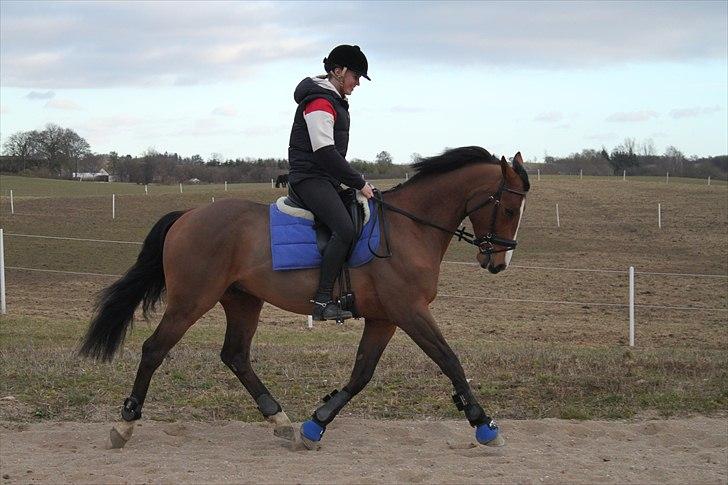 Zangersheide Elco Du Buisson Z - Dressur (: foto: den fantastiske Emilie Larsen billede 11