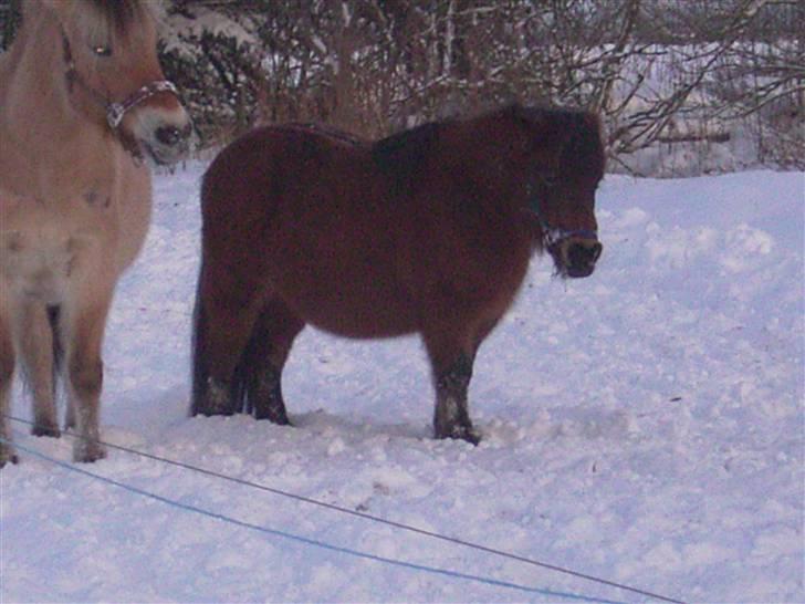 Anden særlig race Claus Benedicte Pedersen - Vamset vinter pony... billede 1