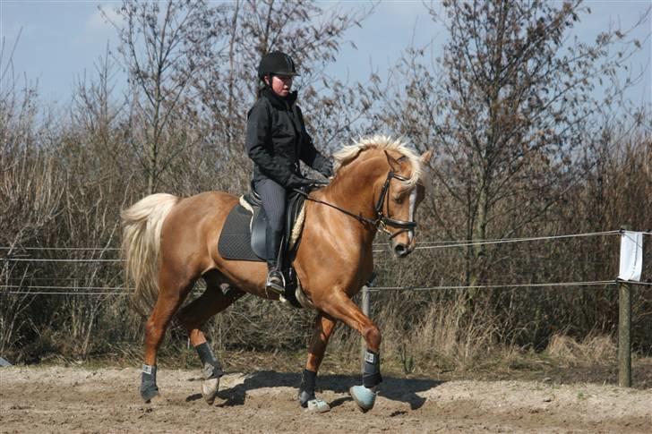 Palomino Kings Solidus avlshingst - Træning udendørs - juhu billede 2