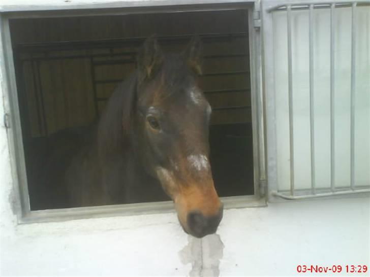 New Forest Frederik<3<3 R.I.P - Dejlig at vinduet er åben<3 billede 3