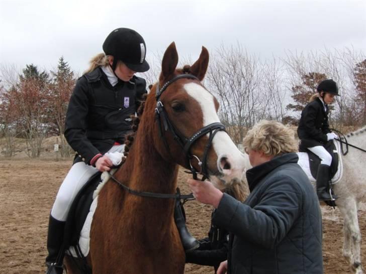 Arabisk fuldblod (OX) ryttergårdens Shado billede 12