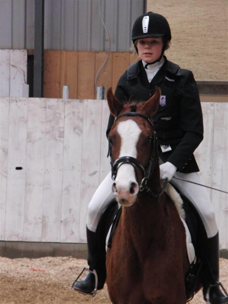 Arabisk fuldblod (OX) ryttergårdens Shado billede 13