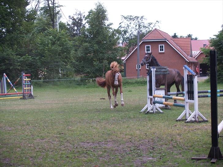 Palomino Yaspisgårds Gallon billede 16