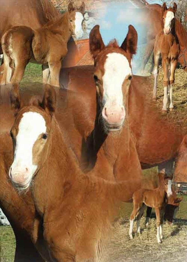 Palomino Yaspisgårds Gallon - Gallon som lille søjde Følle bølle billede 17