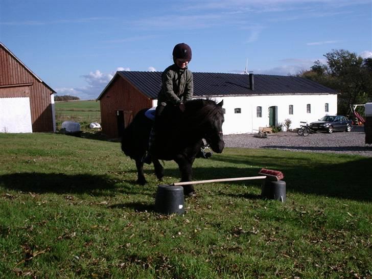 Shetlænder Vestergårdens Absalon-Ponyprins<3 billede 6