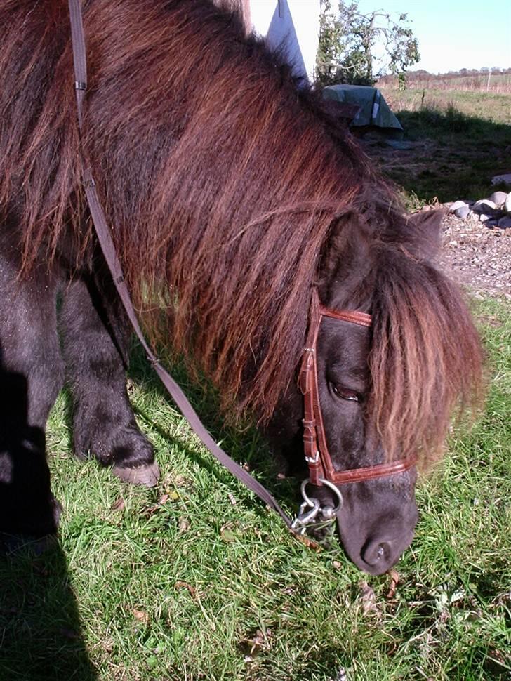 Shetlænder Vestergårdens Absalon-Ponyprins<3 billede 7