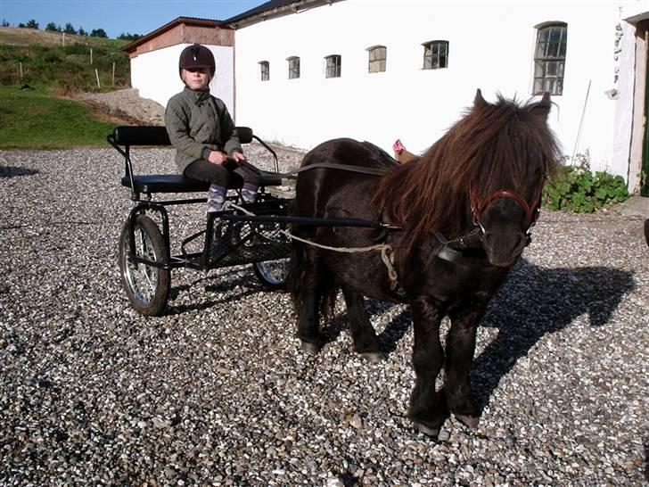 Shetlænder Vestergårdens Absalon-Ponyprins<3 billede 9
