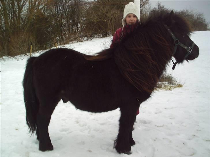 Shetlænder Vestergårdens Absalon-Ponyprins<3 billede 10