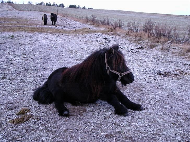 Shetlænder Vestergårdens Absalon-Ponyprins<3 billede 11