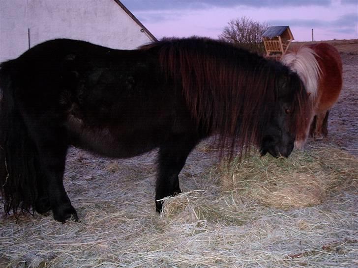 Shetlænder Vestergårdens Absalon-Ponyprins<3 billede 12