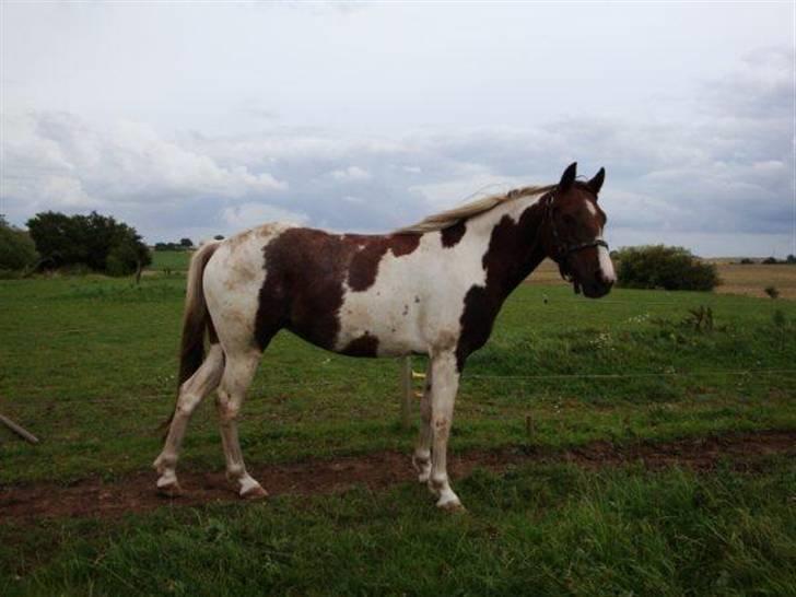 Anden særlig race Surprise billede 2