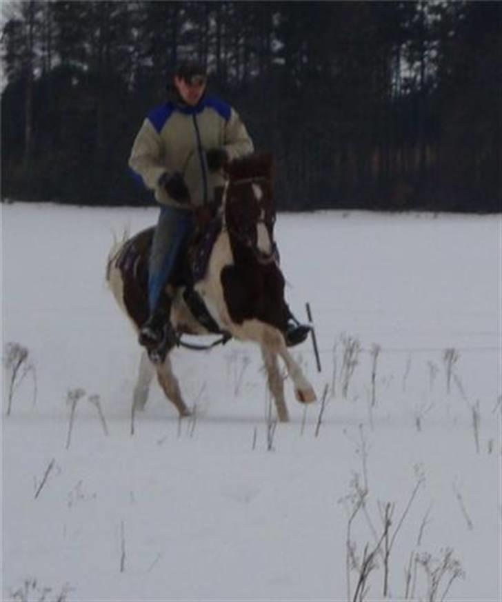 Anden særlig race Surprise billede 3