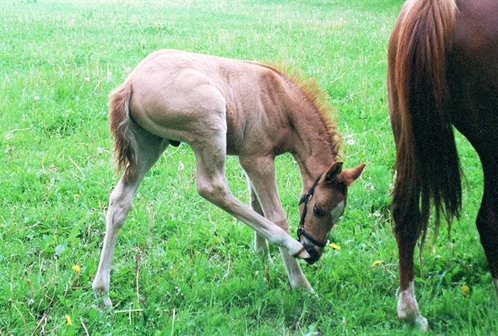 Welsh Partbred (Sec F) Daimler - Daimler som føl billede 2