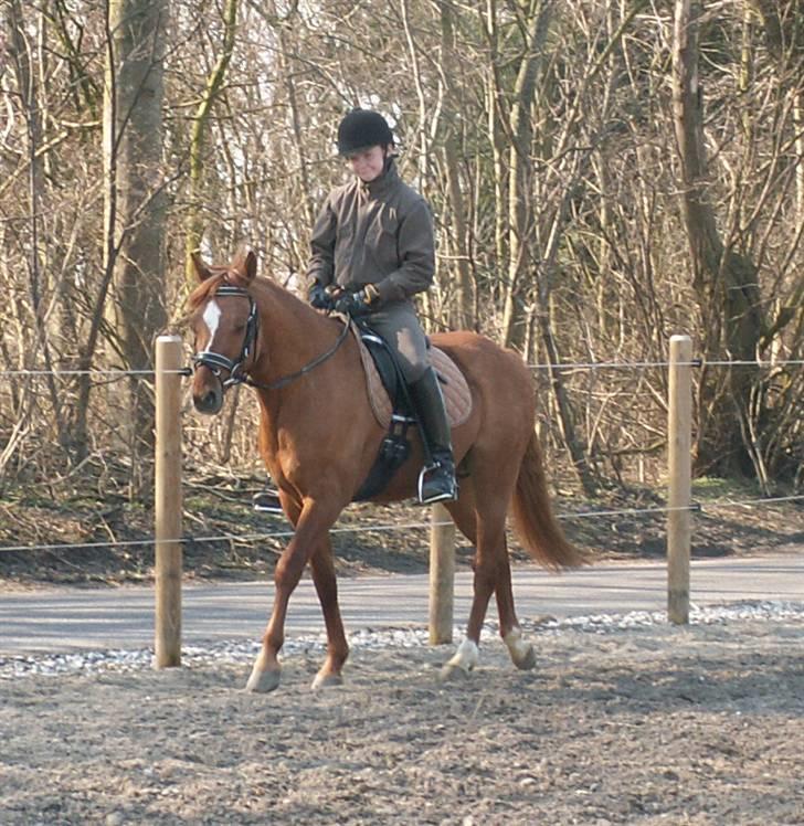 Welsh Partbred (Sec F) Daimler - Daimler under Christina Sørensen billede 6