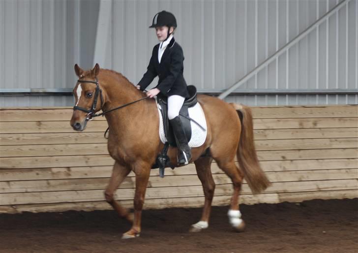 Welsh Partbred (Sec F) Daimler - Sophie har godt fat i Daimler billede 10