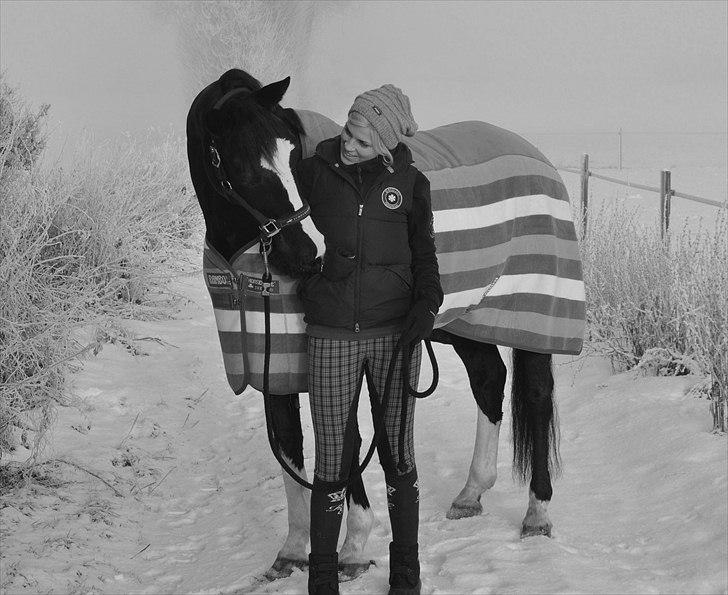 Dansk Varmblod Antino - vinteren 10´ billede 11