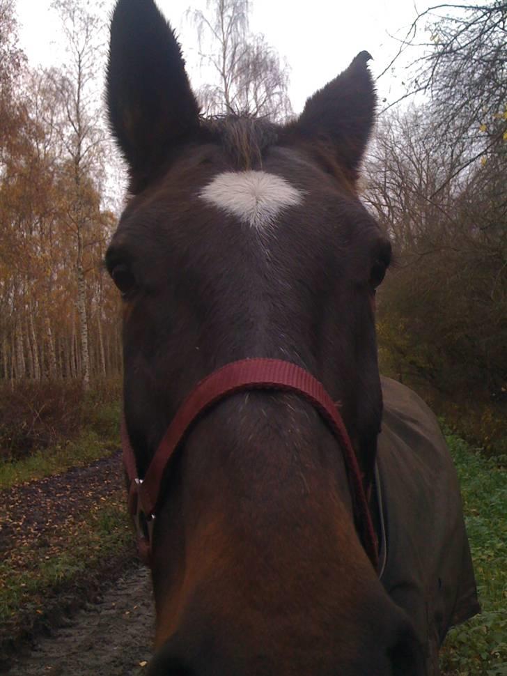 Oldenborg Jasmin (Død) billede 8