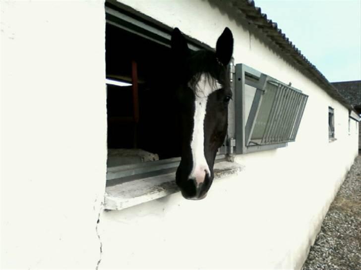 Dansk Varmblod Antino - kuk kuk billede 12