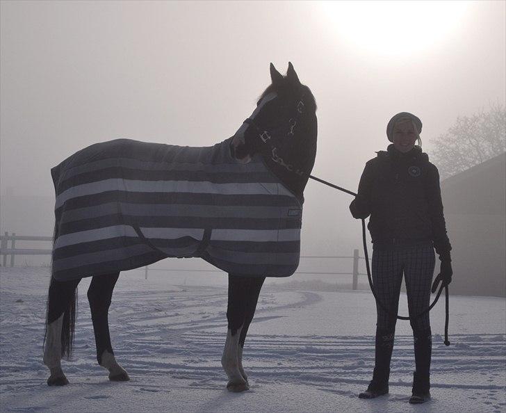 Dansk Varmblod Antino - vinteren 10´ billede 13