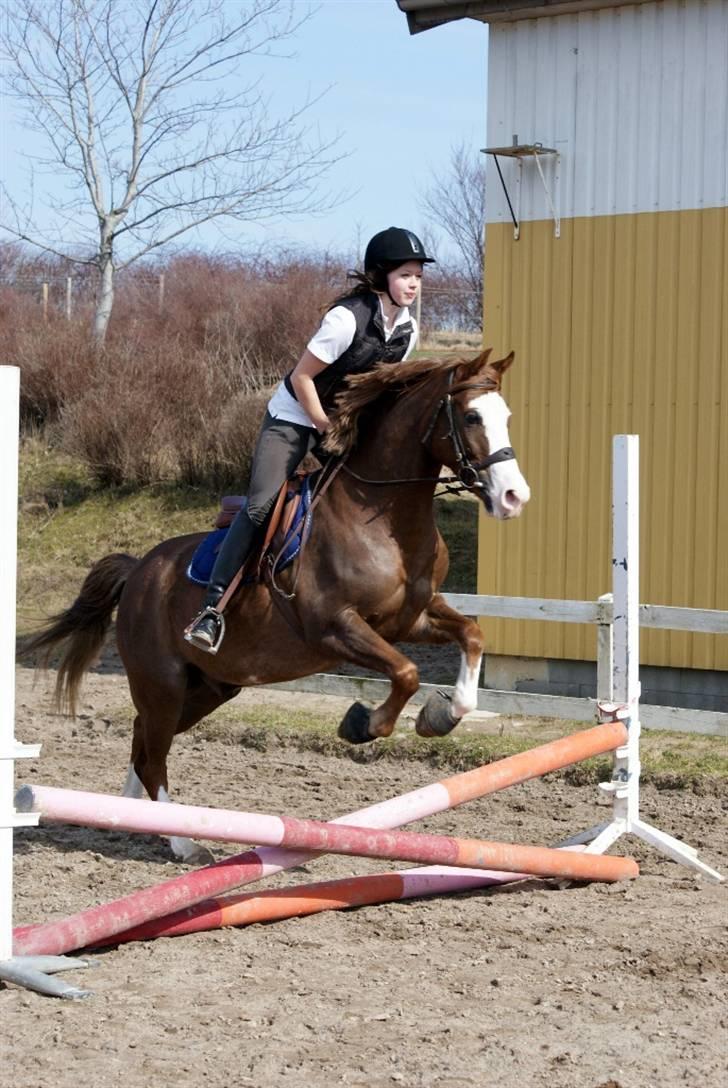 Welsh Partbred (Sec F) Rosengårdens Sodapop SOLGT - Ude at lufte ponyen over nogle minihop. Foto: Katrine Andreassen billede 19