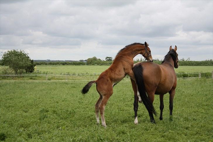 Dansk Varmblod • Charming-Boy • billede 9