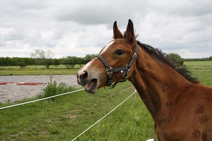 Dansk Varmblod • Charming-Boy • billede 10