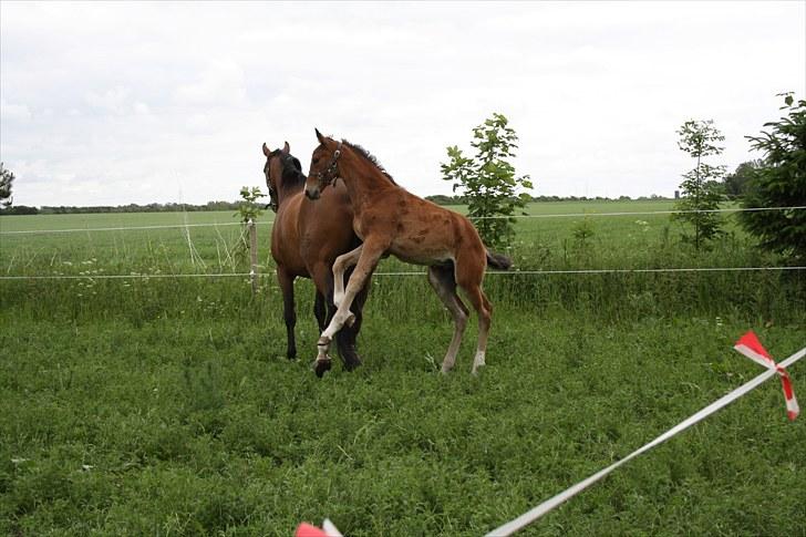 Dansk Varmblod • Charming-Boy • billede 11