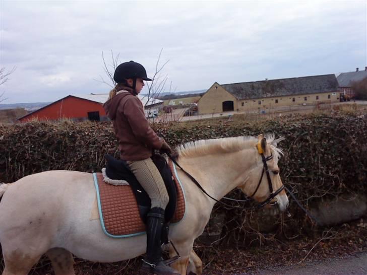 Fjordhest Lucca SOLGT  - På tur;) Med marie og pytte;) billede 5