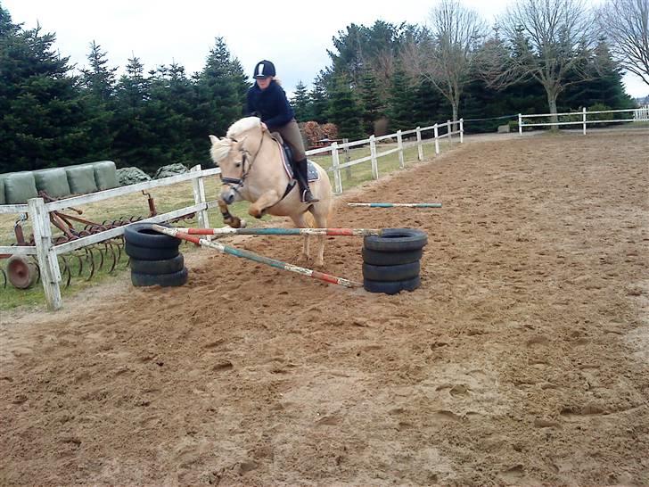 Fjordhest Skovvejens Rødtop (tidl part) billede 6