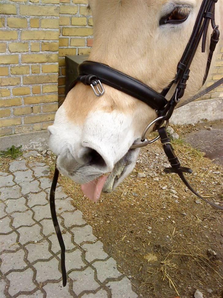 Fjordhest Pyrus <3 /DrømmeHest/ - Velkommen til Pyrus´s profil :D Kig jer omkring. Og giv en bedømmelse og en kommentare (;; <3 billede 1