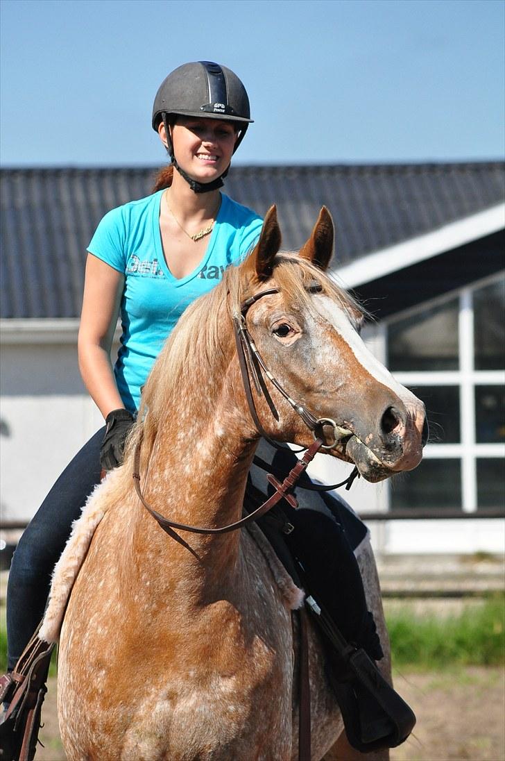 Appaloosa Mister Sebrano *SOLGT* billede 10