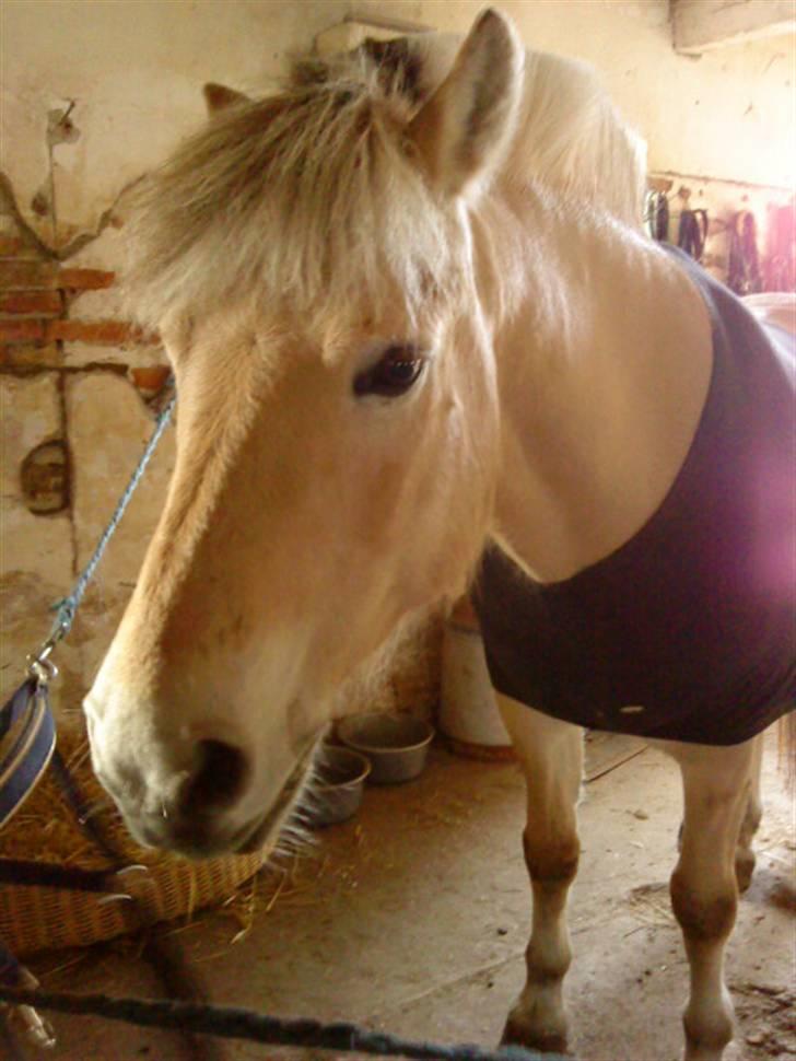 Fjordhest Pyrus <3 /DrømmeHest/ - Søde Undertrøje-Dreng <3 ;* billede 2