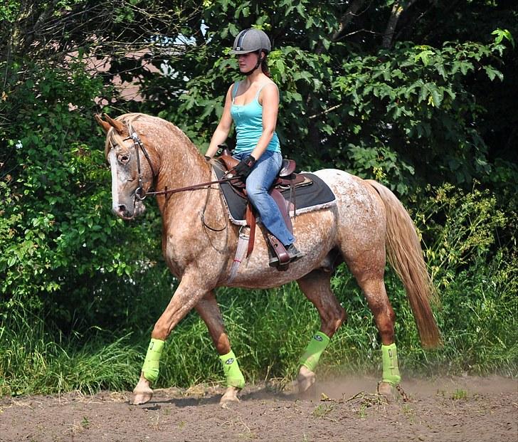 Appaloosa Mister Sebrano *SOLGT* billede 11