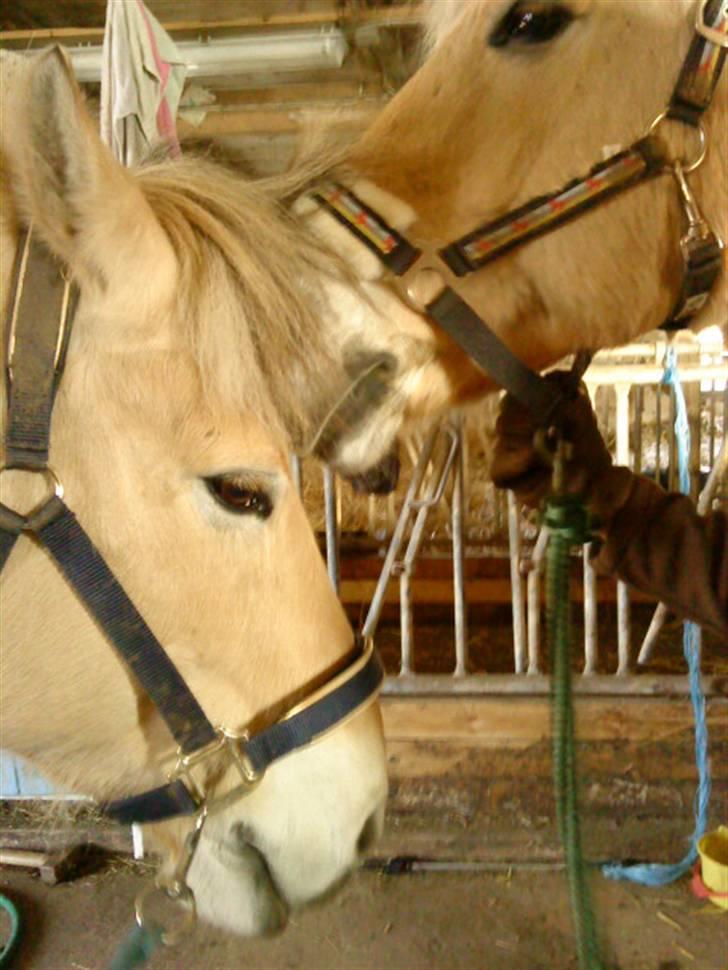 Fjordhest Pyrus <3 /DrømmeHest/ - Ihh... Bliver Mysset Af Miin Kæreste <3:* billede 3