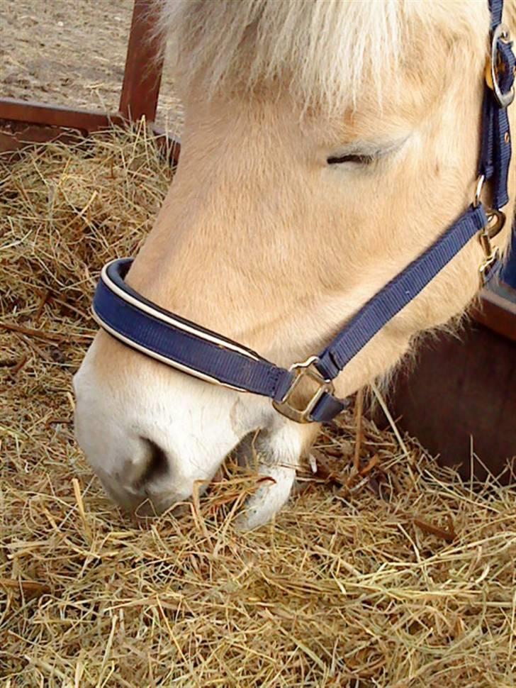 Fjordhest Pyrus <3 /DrømmeHest/ - Er Måske Lidt For Træt Til At Spise (: billede 4