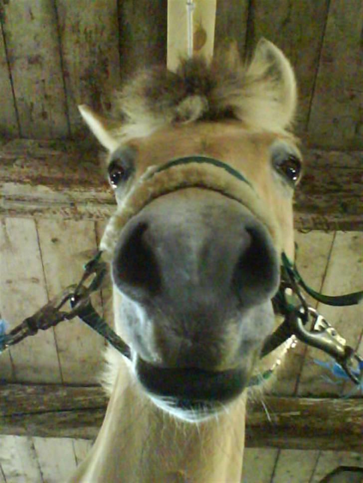 Fjordhest Pyrus <3 /DrømmeHest/ - NØJ! Hvor er en bare små ! :D billede 5