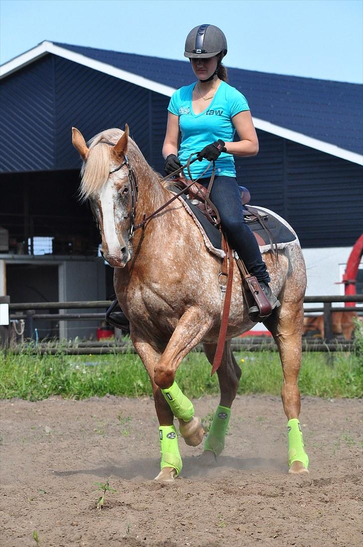 Appaloosa Mister Sebrano *SOLGT* billede 14