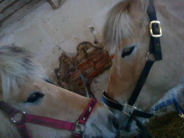 Fjordhest Pyrus <3 /DrømmeHest/ - **MYS** Elsker Diq Miin Lucca Kæreste <3 :¤ billede 6