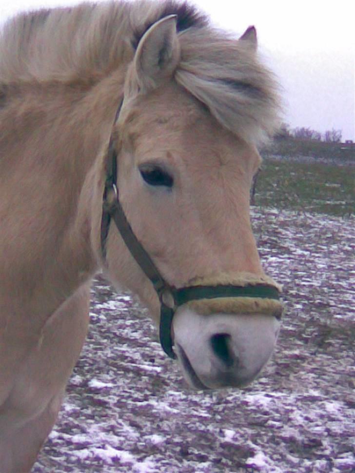 Fjordhest Pyrus <3 /DrømmeHest/ - Elsker dig skat<3 Ubeskrivelig dejlig ! :* billede 7