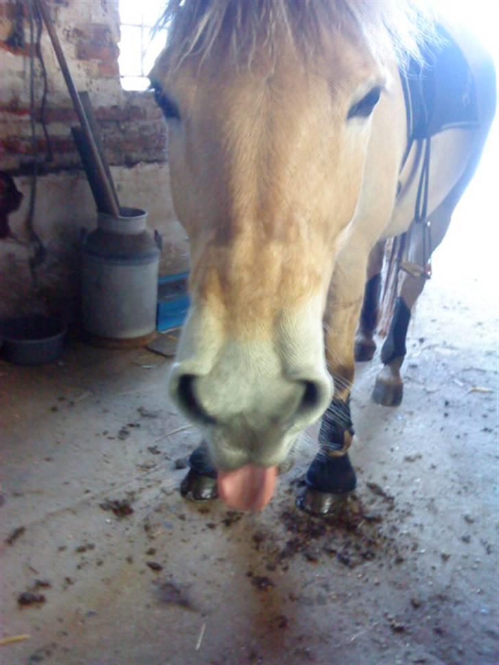 Fjordhest Pyrus <3 /DrømmeHest/ - :P Frække Hest d; billede 8