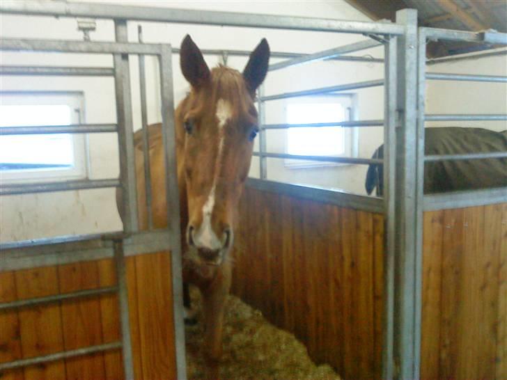 Hannoveraner Falknerin   billede 16