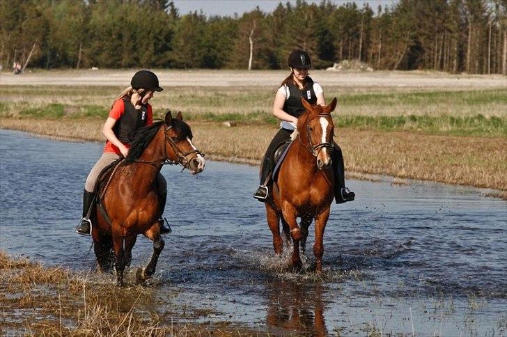 Dansk Varmblod Stedets Leda AkA Hoppebolden.. - 12) Uden dig, ingen mig. billede 12