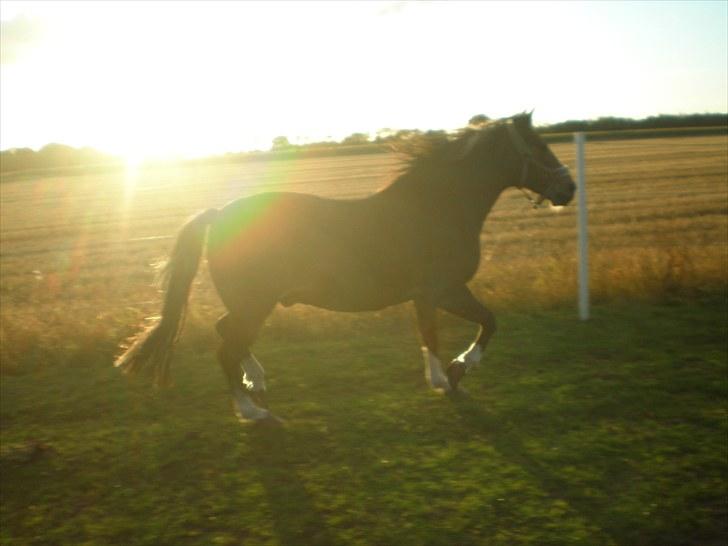 Anden særlig race Chico ( Bamse Far) Himmel pony ( savnet altid ) - ha´  du kan ikke fange mig.. billede 18