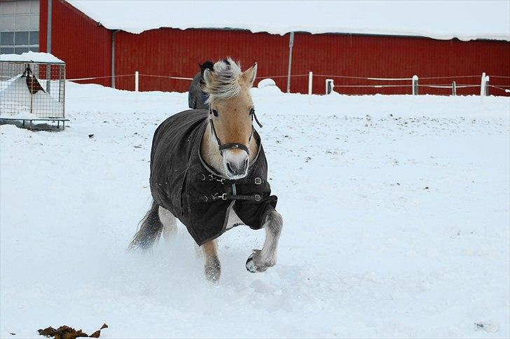 Fjordhest Sille Falk - (D 29/11 10) - Sille elsker sne! :) billede 14
