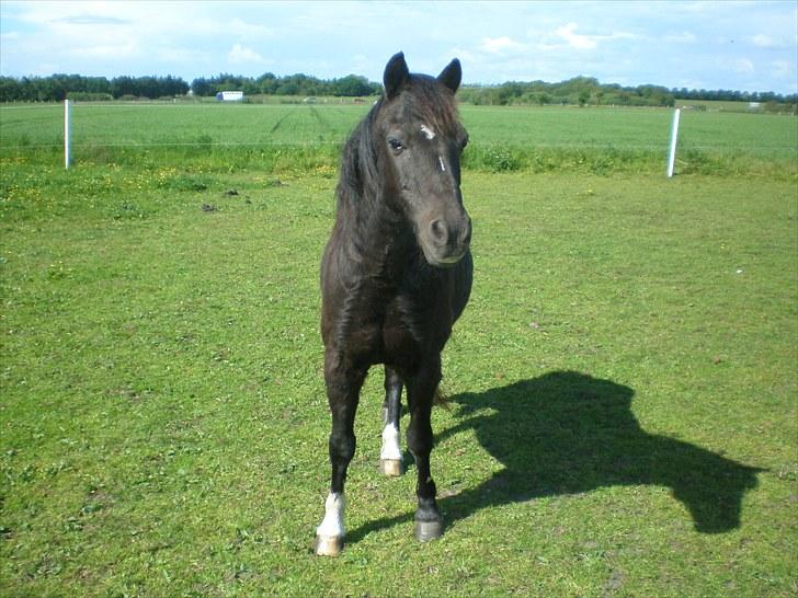 Irsk Sportspony Littel Black Diamond [Altid elsket/ Savnet] billede 20