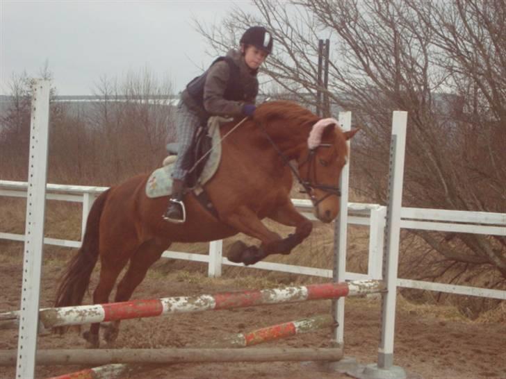 Anden særlig race coco chanel. R.I.P - spirng undervisning d. 04-04-10.  billede 11