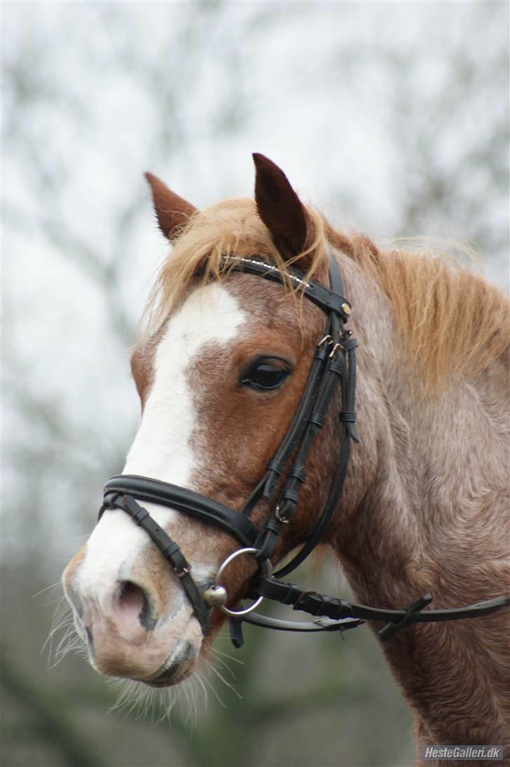 Anden særlig race Mario - Smukke (; <3 billede 14