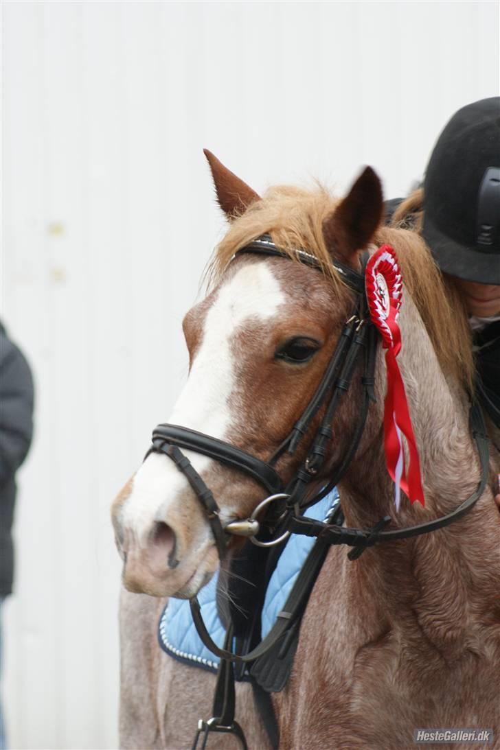 Anden særlig race Mario - Mario og jeg efter stævne (; <3 billede 15