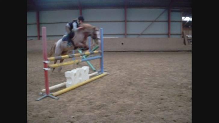 Anden særlig race Mario - spring træning (: springet er 105 cm- taget fra video deraf kvaliteten billede 16